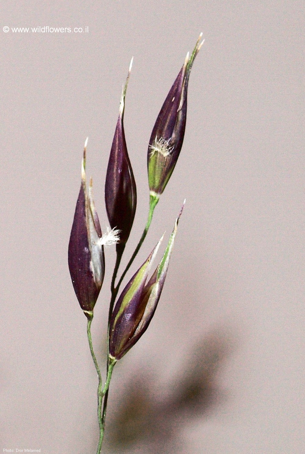 Piptatherum blancheanum